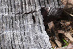 piece of stump