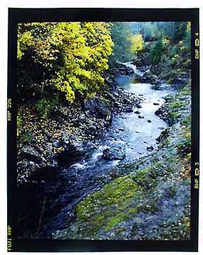 Photo of Wilson River, Oregon