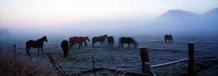 Horse Farm, Merrell, Oregon