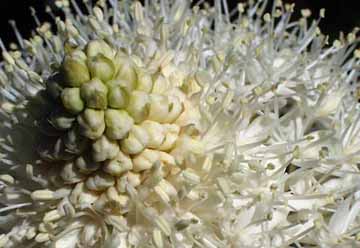 Bear Grass, Coffin Mt., Oregon