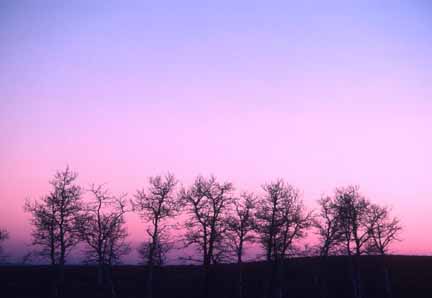 Steens Mountain Trees, Oregon