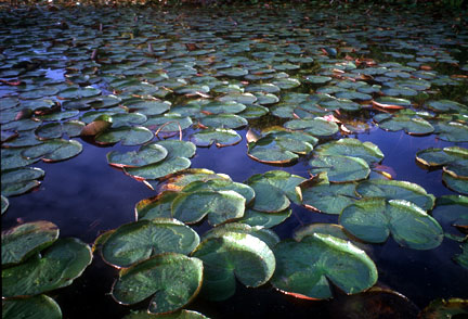 water pads