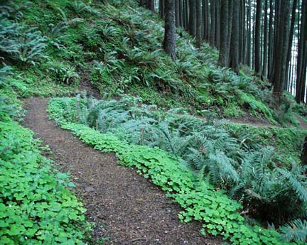 trail