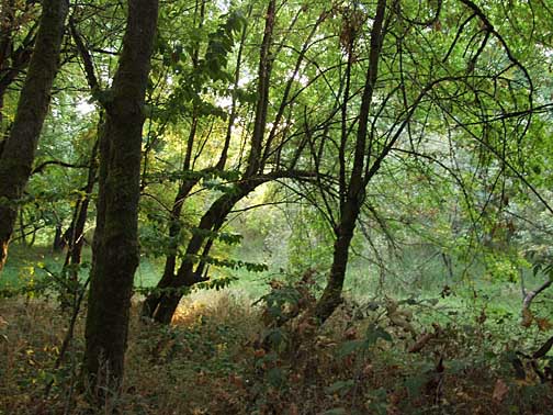 Oaks Bottom