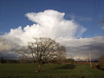 Tree and cloud, North Plains, Or