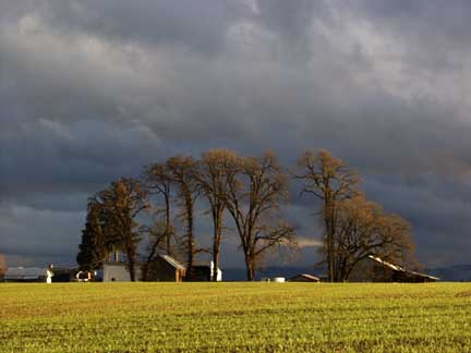 Trees and farm, North Plains, Or