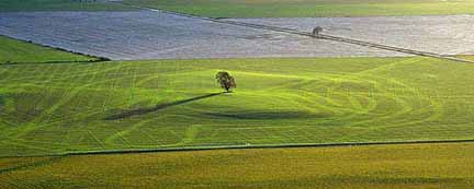 Lone Tree photo, Lebanon, OR