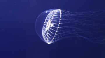 Jelly, Oregon Coast Aquarium, Newport, OR