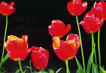 Tulips