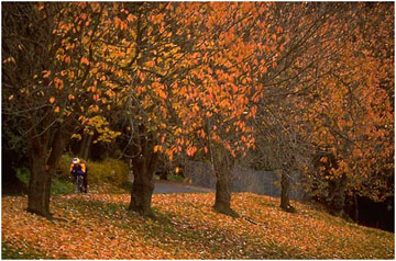 Biking Mt. Tabor, Portland, OR