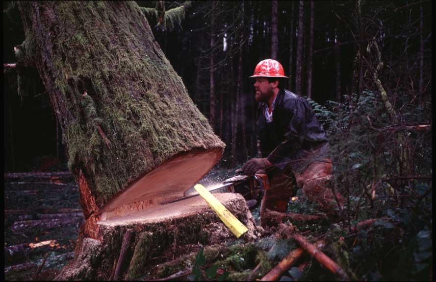 Logging, tree faller, photo
