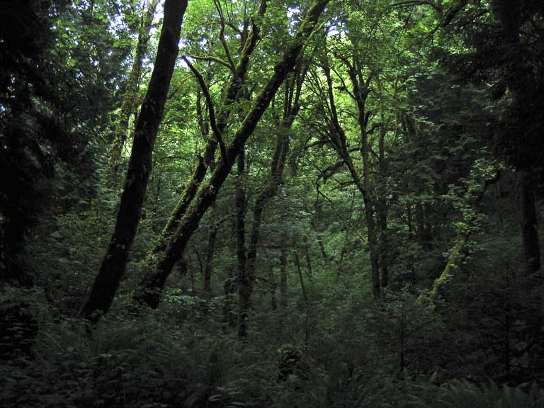Tryon Creek forest, photo