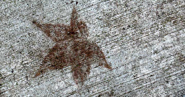 Leaf stain on sidewalk, photo