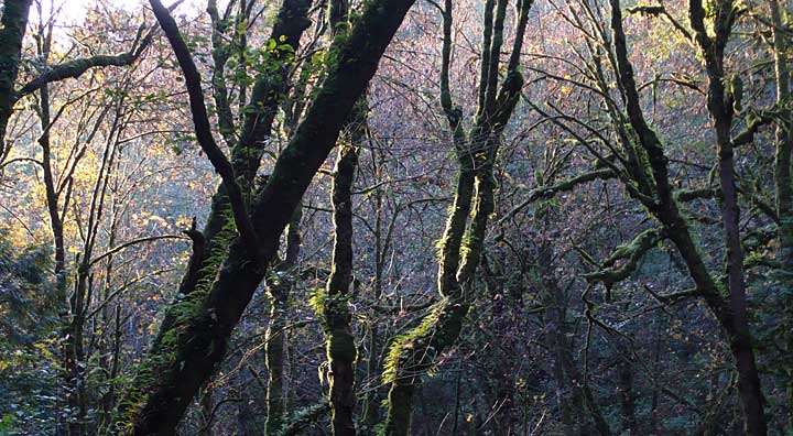 light in the forest