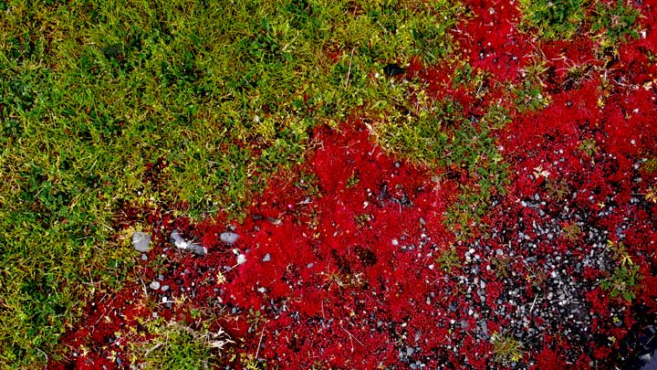 green grass red lichen