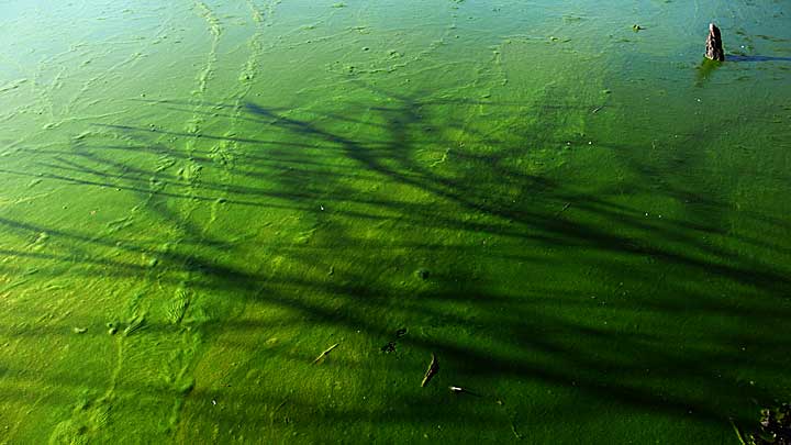 green pond
