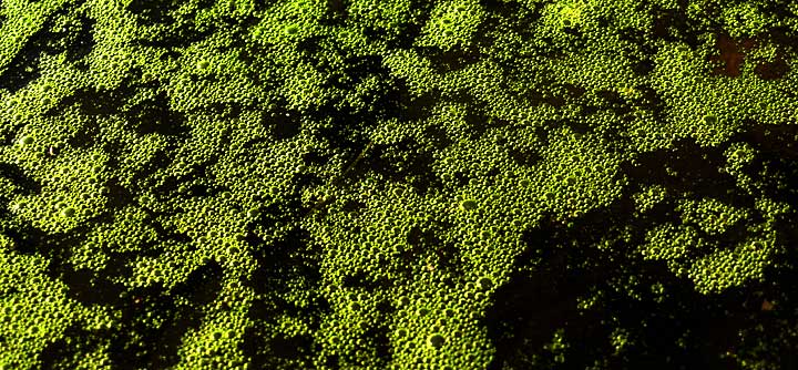 pond bubbles