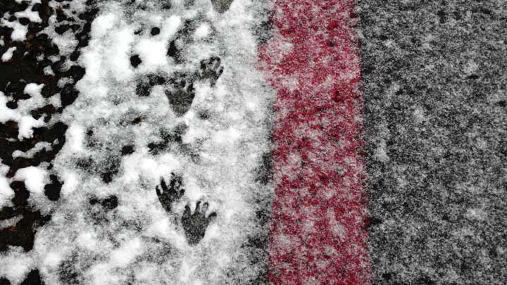 racoon tracks in snow