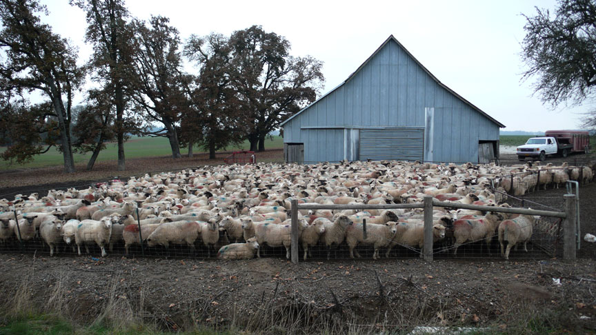 Willamette Valley sheep farm, Albany Oregon