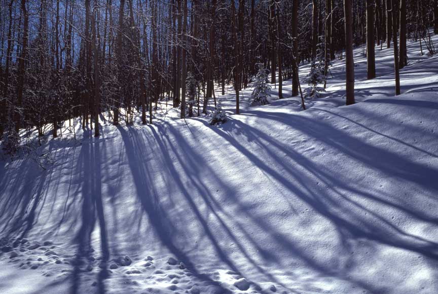 Trees shadows on snow, near Los Alamos, NM