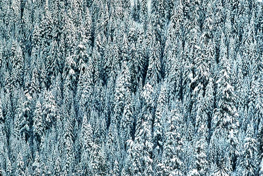 Snowy forest photo