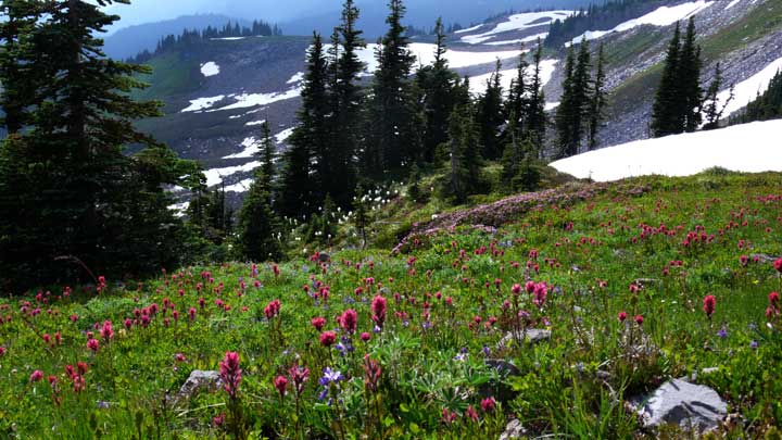 Mt. Rainier