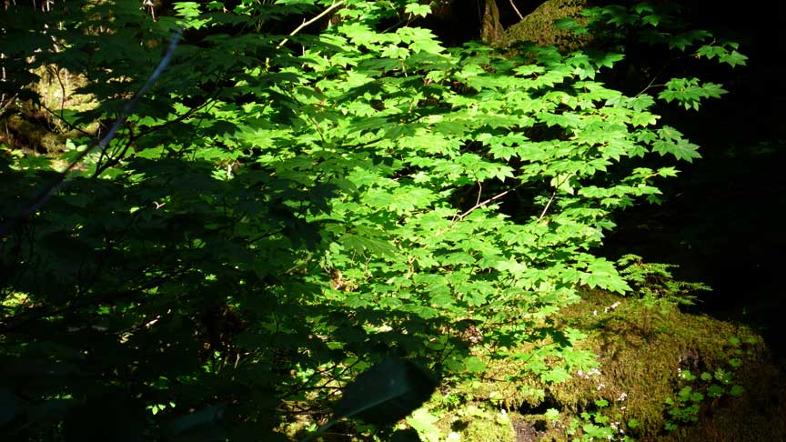 Opal Creek area