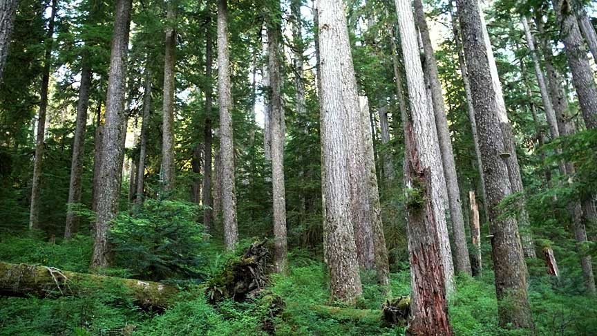 Opal Creek area