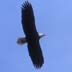 Jack Eagle