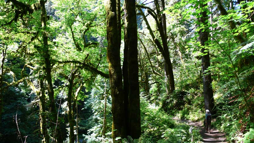 Silver Falls