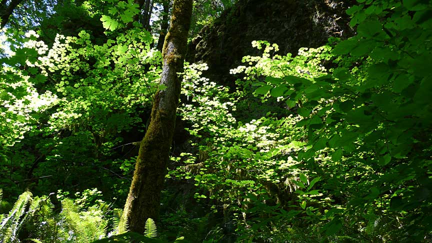 Silver Falls