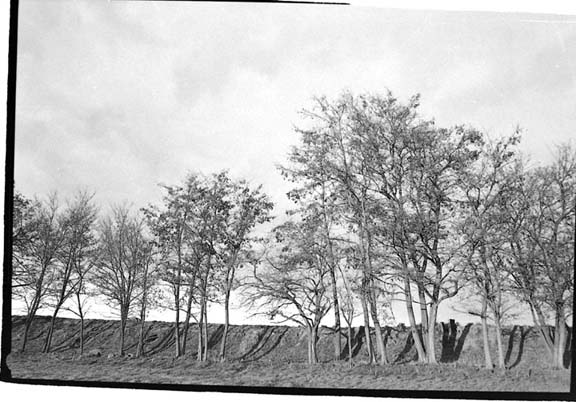 Trees along highway 26, Madras