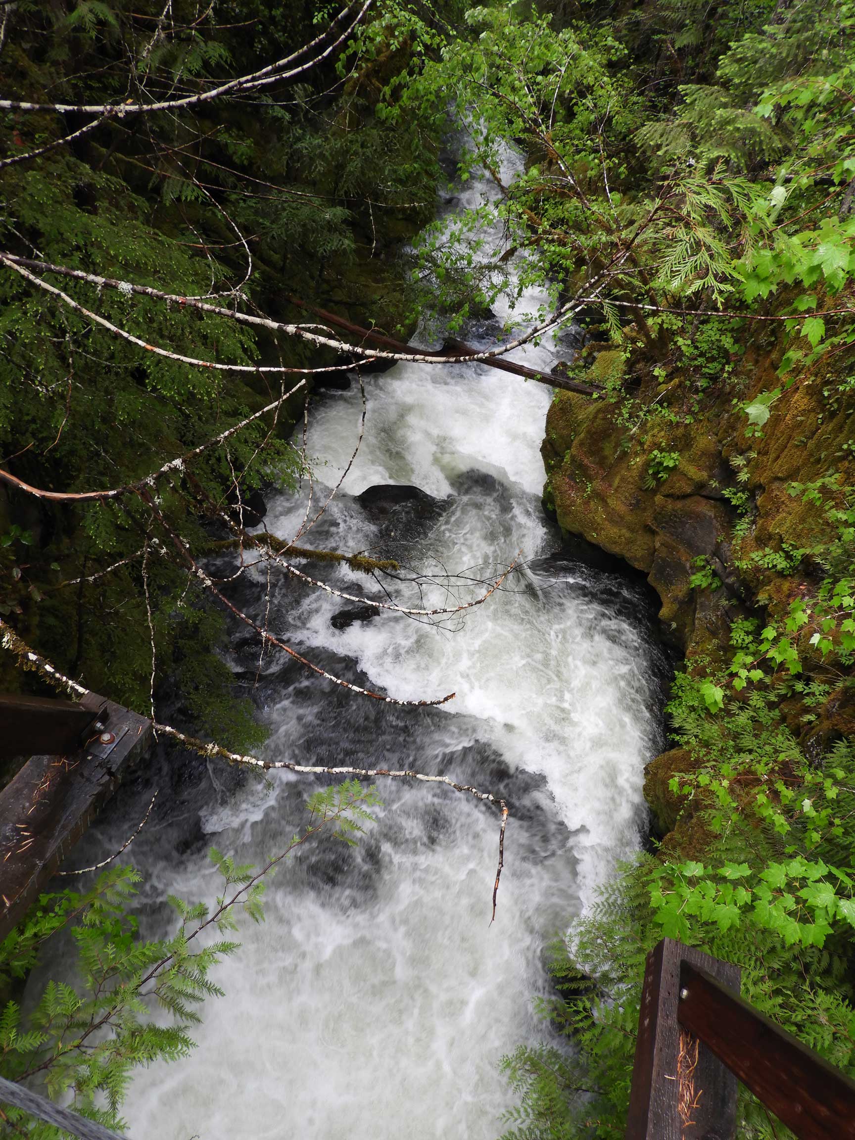 Falls Creek Falls Trail 