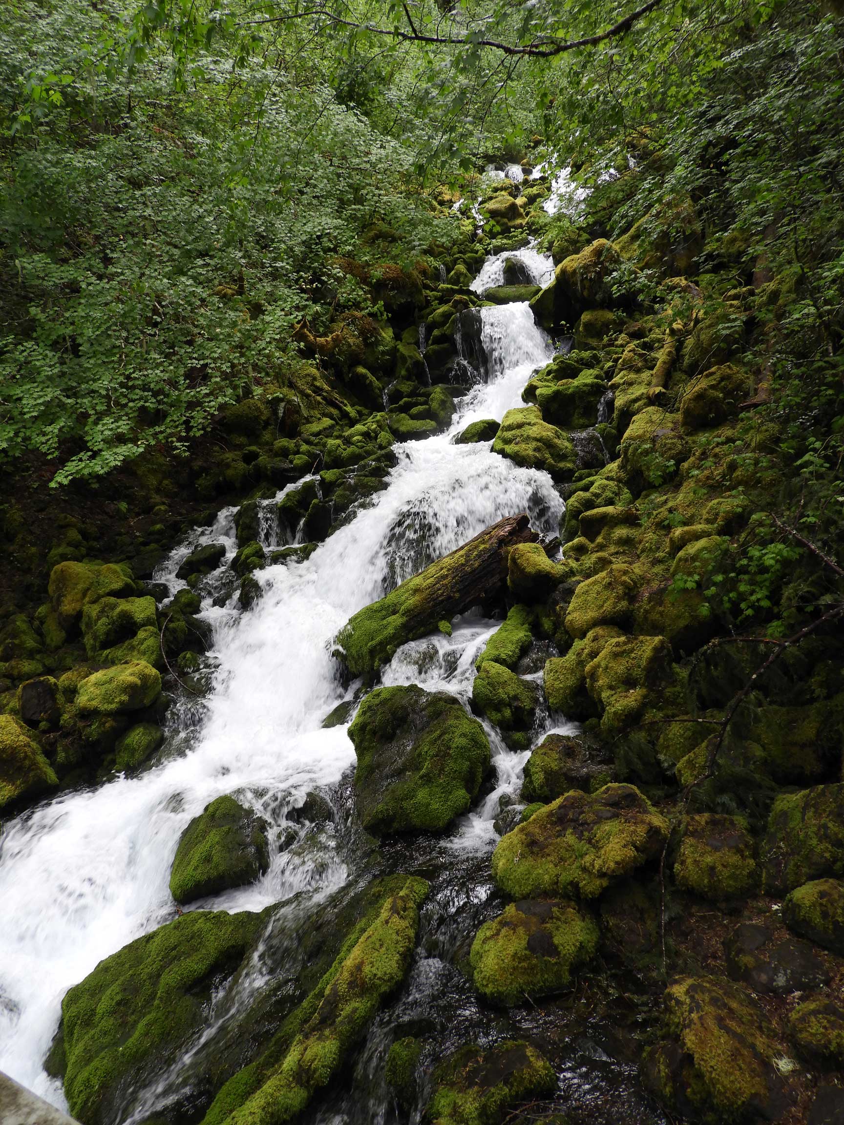 Falls Creek Falls Trail 