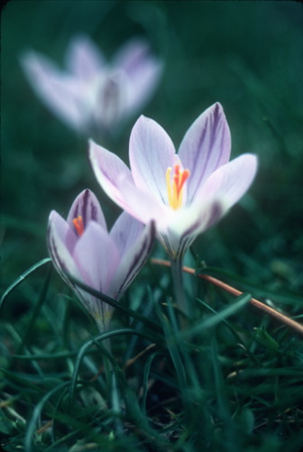 crocus