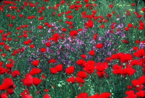 Poppies