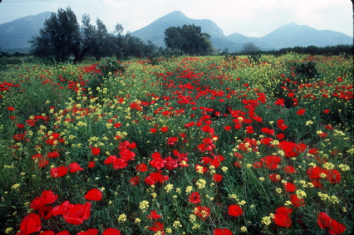 Poppies, near Sparta