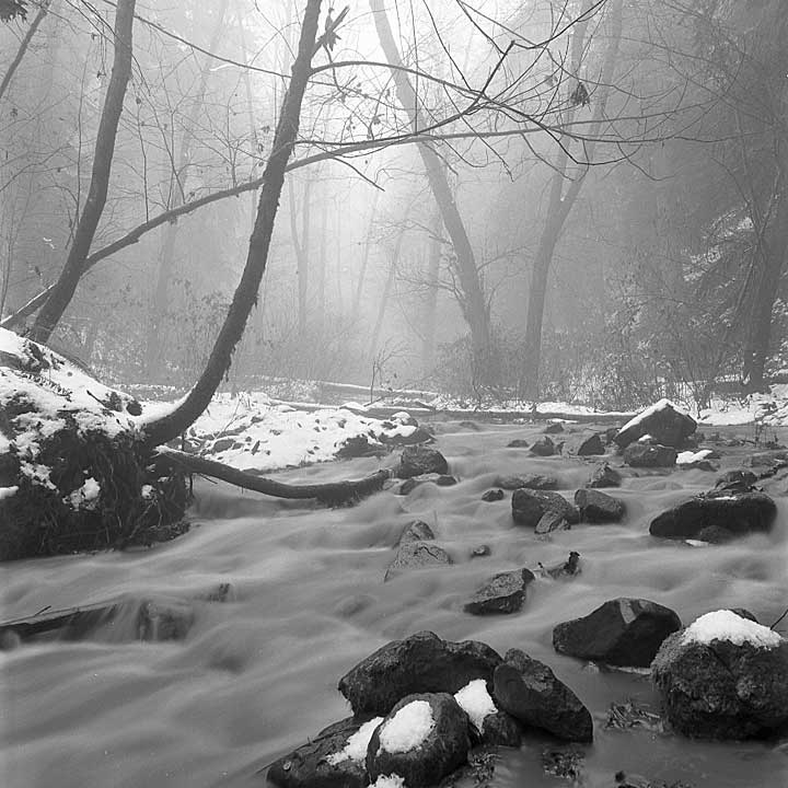 Balch Creek fog