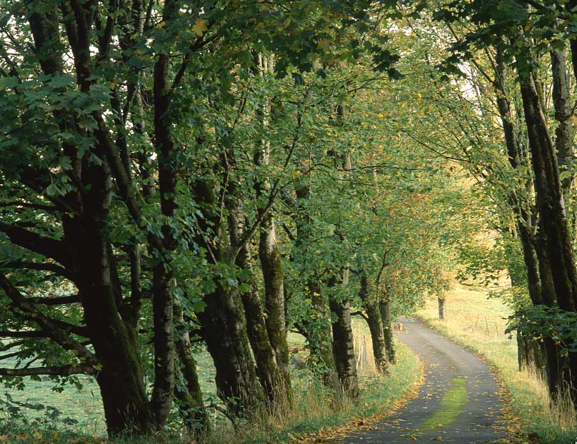 Country lane, and dog