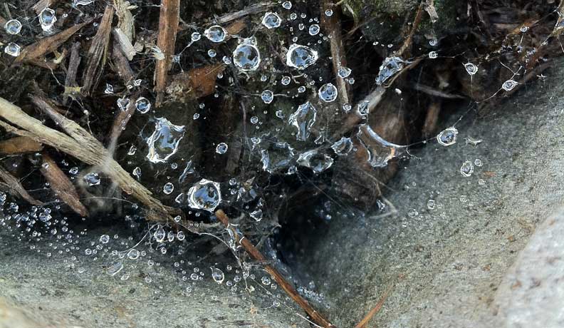 Raindrops on spider web