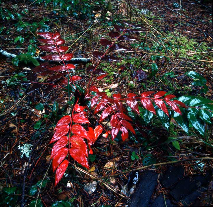 Red Oregon Grape