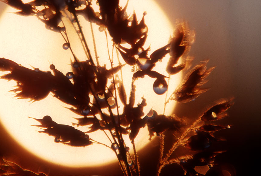sun dewdrops