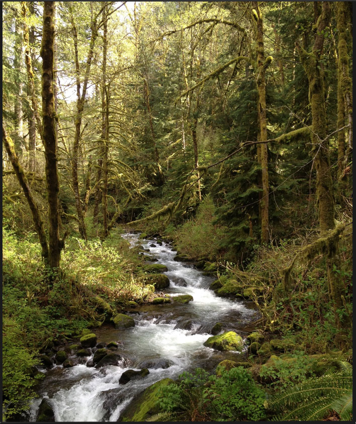 Palmer Mill Road Creek