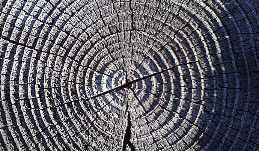 Weathered tree rings 