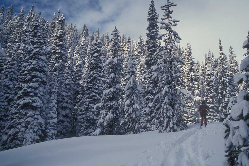 Cross Country Skiing, Trillum Trail, Mt. Hood