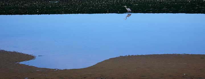 greatblue