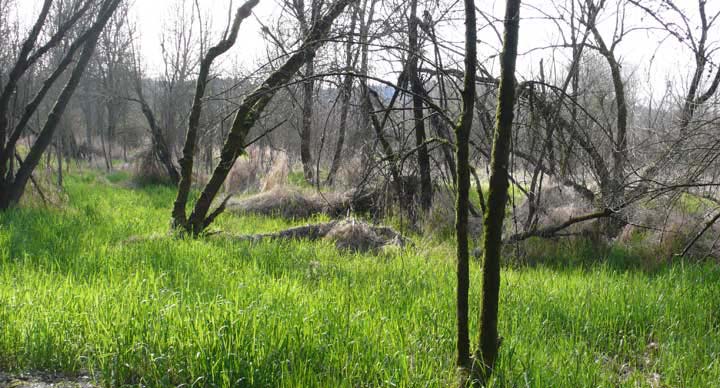 Oaks Bottom Wildlife Refuge, Portland, Oregon