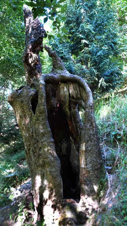 Oaks Bottom Wildlife Refuge, Portland, Oregon