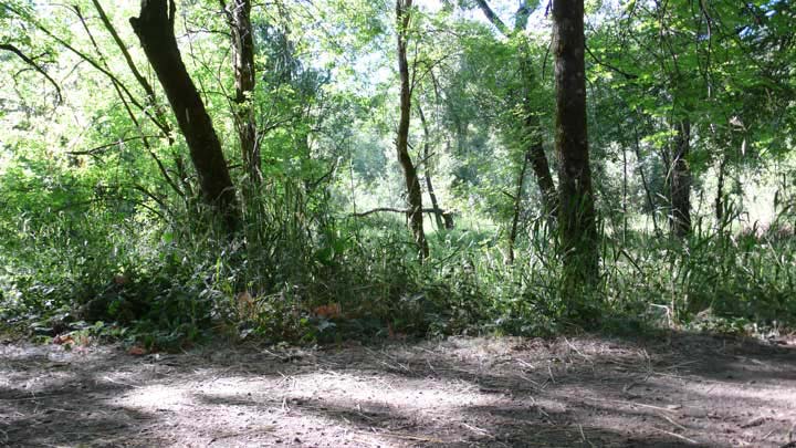 Oaks Bottom Wildlife Refuge, Portland, Oregon