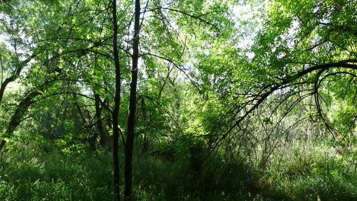 Oaks Bottom Wildlife Refuge, Portland, Oregon